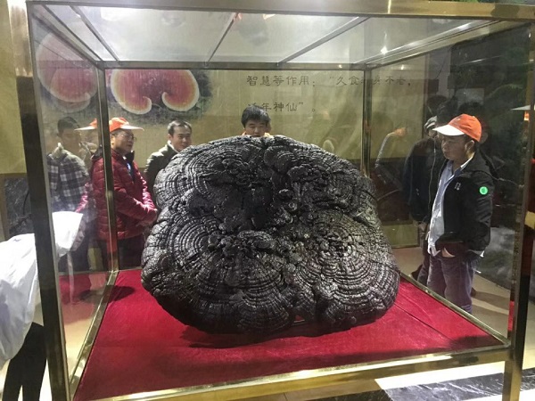 灵芝